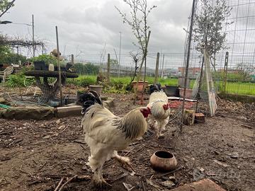 Gallo Brama Gigante