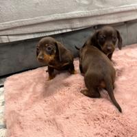 Cuccioli bassotto