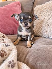 Chihuahua con pedigree ENCI