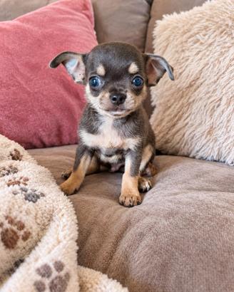 Chihuahua con pedigree ENCI
