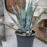pianta