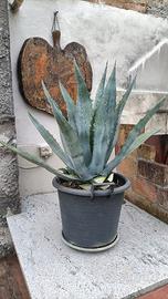 pianta