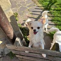 Cuccioli di chihuahua IL NIDO DI PRISCILLA