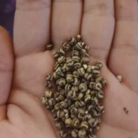 Insetti stecco Phasmidi Extatosoma Tiaratum