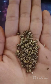 Insetti stecco Phasmidi Extatosoma Tiaratum