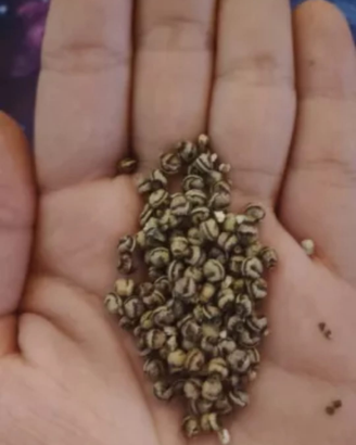 Insetti stecco Phasmidi Extatosoma Tiaratum