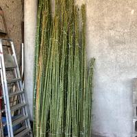70 canne di bambù nuove