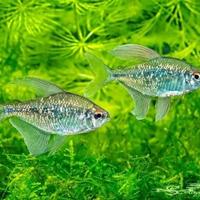 Tetra Diamante pesci tropicali