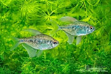 Tetra Diamante pesci tropicali