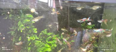 Guppy endler