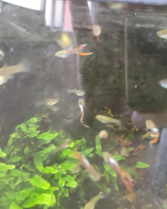 Guppy endler