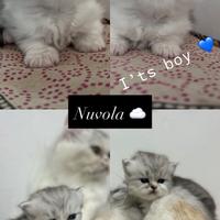 Gatti Persiani