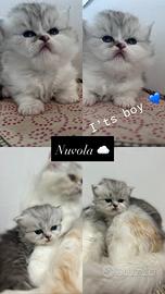 Gatti Persiani