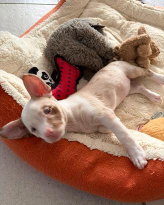 Chihuahua cucciolo