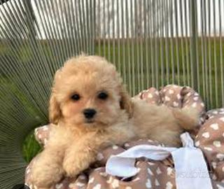 Maltipoo mini toy