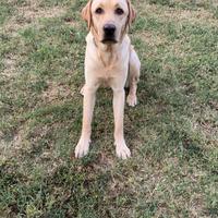 Labrador con PEDIGREE disponibile per monta