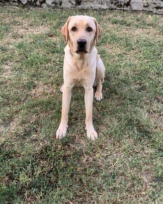 Labrador con PEDIGREE disponibile per monta