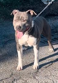 Maschio Amstaff Blu per Monta