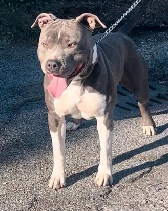 Maschio Amstaff Blu per Monta