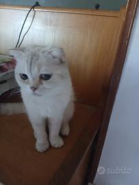 Gatto di 1 anno
