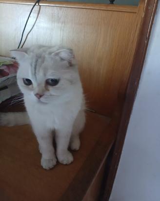Gatto di 1 anno