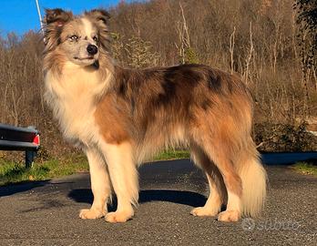 Border collie monte