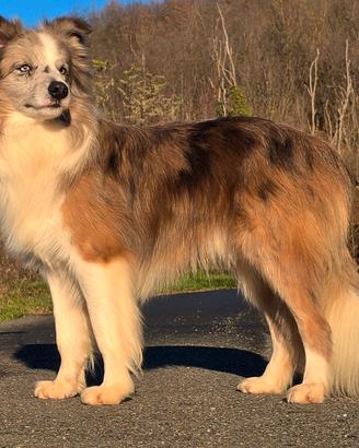 Border collie monte