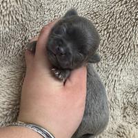 Chihuahua grigio