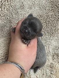 Chihuahua grigio
