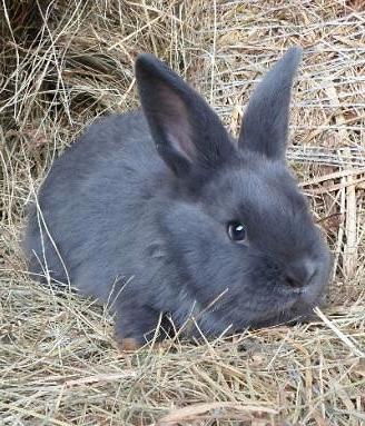 Conigli blu di vienna