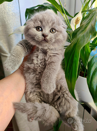 Gattini Scottish Blue pedigree ENFI
