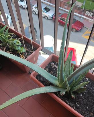 aloe vera