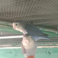 Coppia inseparabili