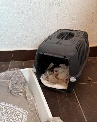 Gattini nati il 15 luglio