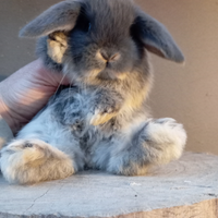 Conigli coniglietti nani ariete per mini loop