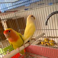 Inseparabili coppia riproduttiva Tel 3460315916