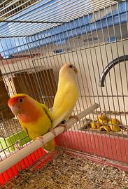 Inseparabili coppia riproduttiva Tel 3460315916