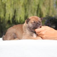 Cuccioli di Shiba Inu Disponibili