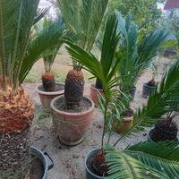 Piante CICAS