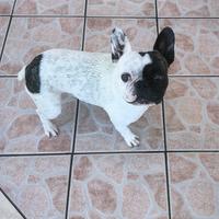 Bulldog francese