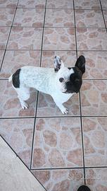 Bulldog francese