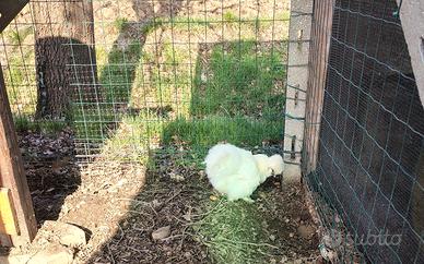 Galline moroseta nana