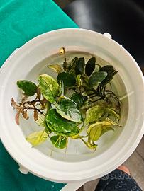 Potature anubias bianca e bucephalandra