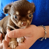Chihuahua