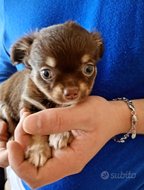 Chihuahua