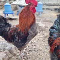 Marans