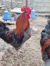 Marans