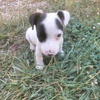 Cuccioli jack russel