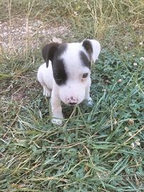 Cuccioli jack russel