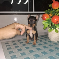 Pincher toy nero focato e rosso